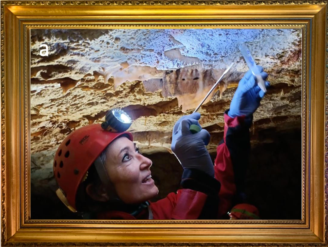 Amazingly Curious Microbial Phenomena Gallery