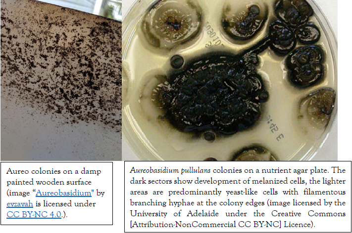 MicroPests Gallery